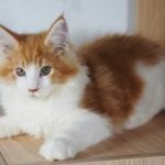 Close-up Portrait of a Beautiful Cat