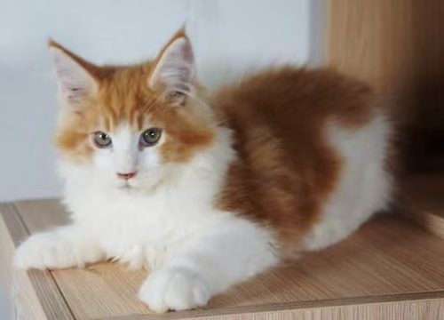 Ultimate Guide to Cat Care: From Daily Maintenance to Healthy Breeding