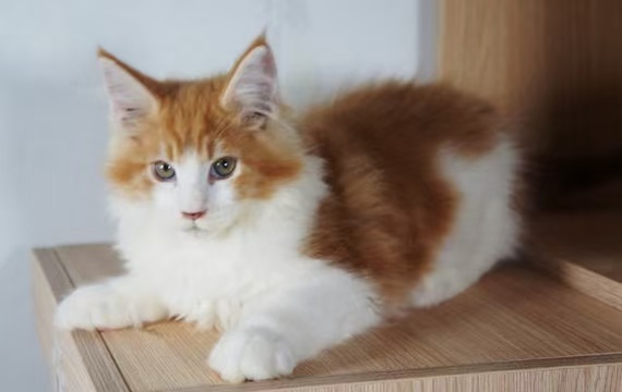 Ultimate Guide to Cat Care: From Daily Maintenance to Healthy Breeding