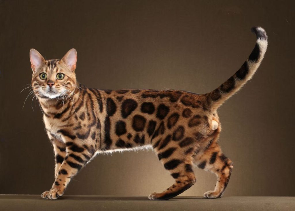 #BengalCat #WildBeauty #ActiveCats #ExoticShorthair #CatEnrichment