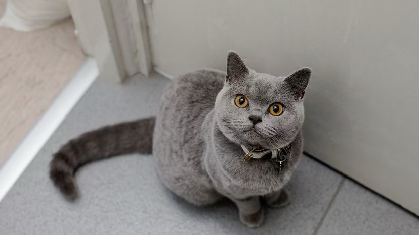  #BritishShorthair #BritishBlue #ApartmentCats #RoundFaceCat #CalmCats