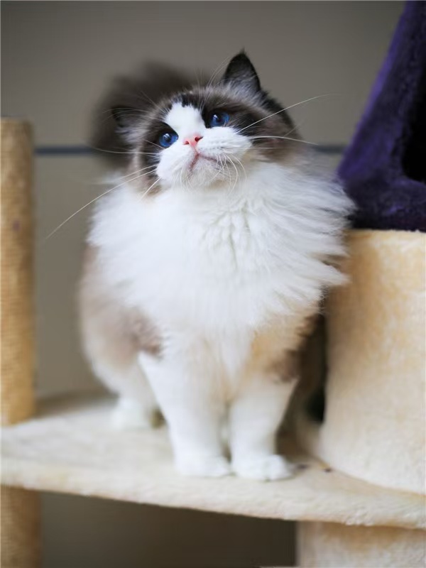 #RagdollCat #BlueEyes #Cute Cat #CuddlyCats #IndoorCats