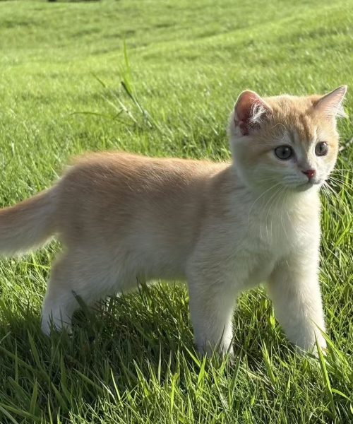 New Kitten? Here’s What You NEED to Know (First-Time Owner’s Cheat Sheet)