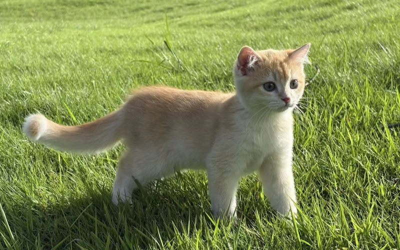 New Kitten? Here’s What You NEED to Know (First-Time Owner’s Cheat Sheet)