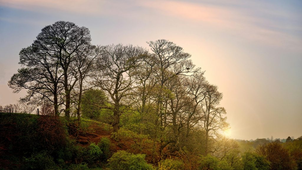spring sunrise nature fresh air