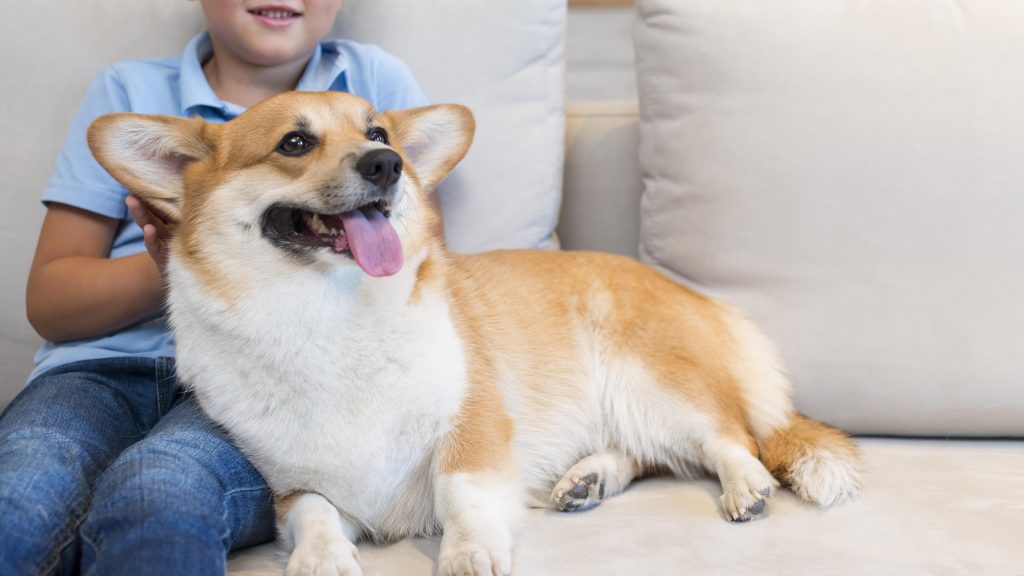 Gentle Companionship of Dogs: Healing Moments Beside Children