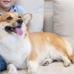 Gentle Companionship of Dogs: Healing Moments Beside Children
