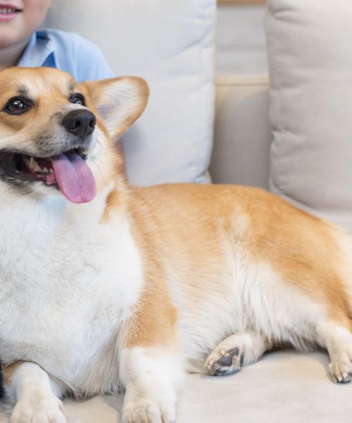 The Ultimate Guide to Caring for Your Dog