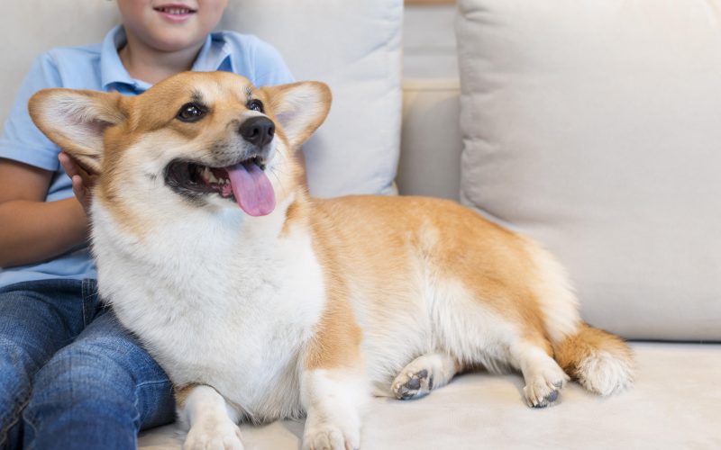 The Ultimate Guide to Caring for Your Dog