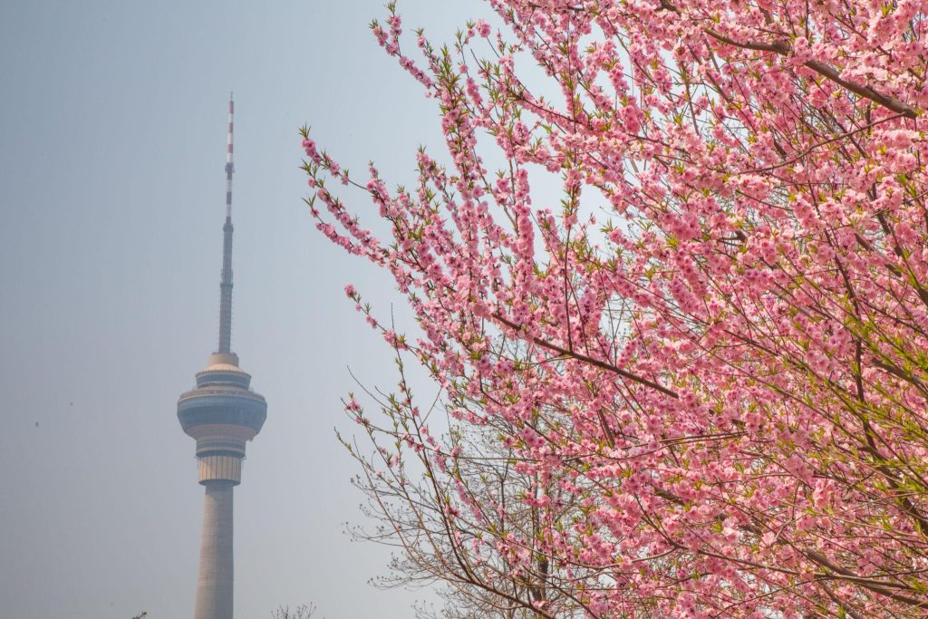 Beautiful cherry blossom sakura with nice blue sky