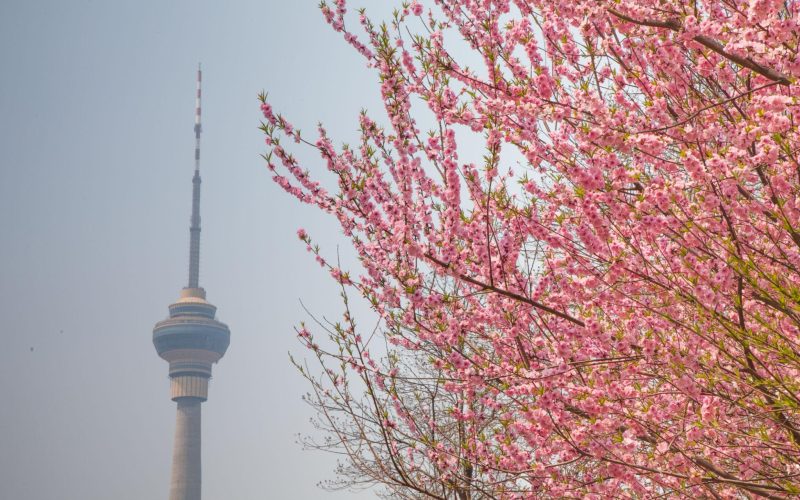 Blossoms in Full Bloom: A Joyful Spring at Yuyuantan Park