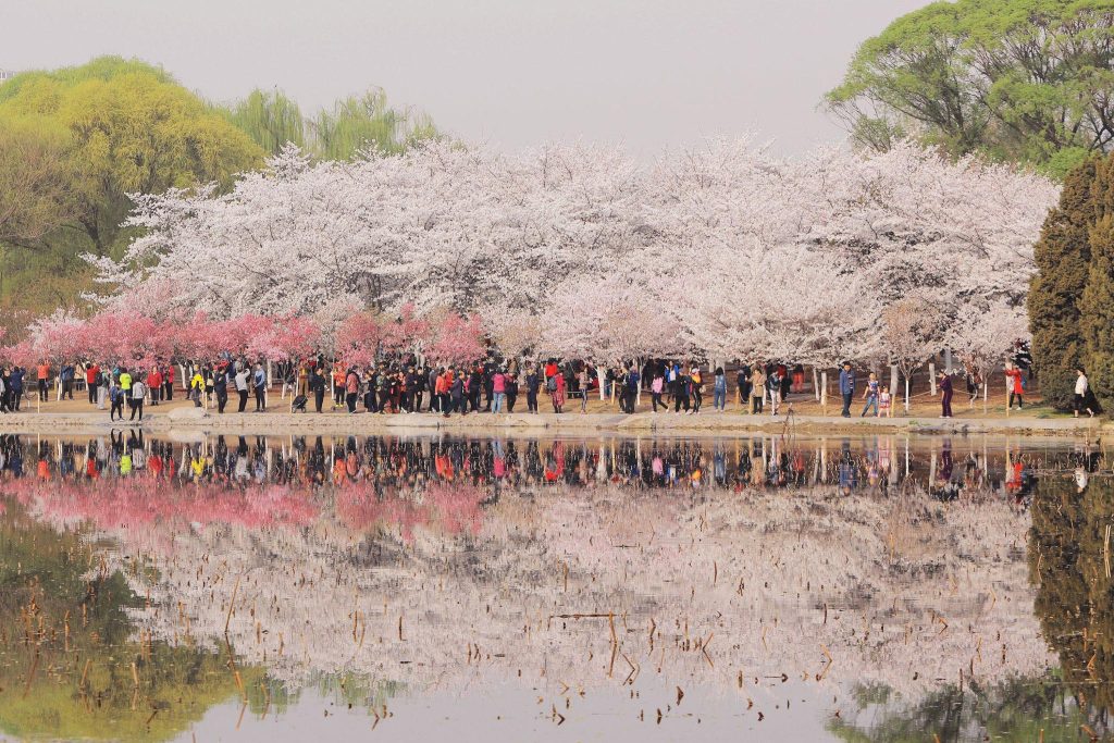 Cherry Blossom Festival In Beijing
