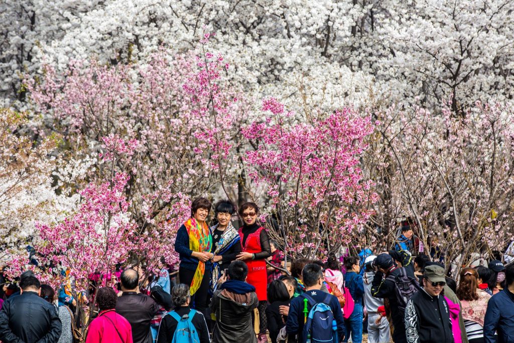 Cherry Blossom Festival In Beijing