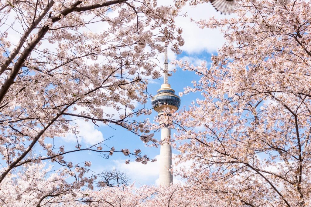 Cherry blossom tree under clear blue sky