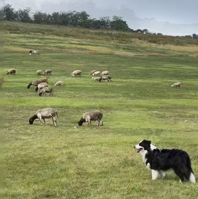 Rock Border Collie
