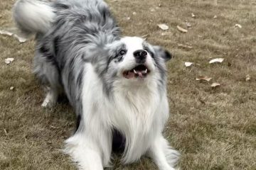 Rock Border Collie: The Energetic Companion with a Heart of Gold