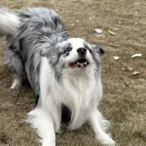 Rock Border Collie: The Energetic Companion with a Heart of Gold