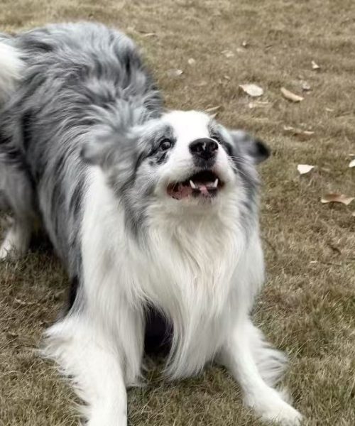 Rock Border Collie: The Energetic Companion with a Heart of Gold