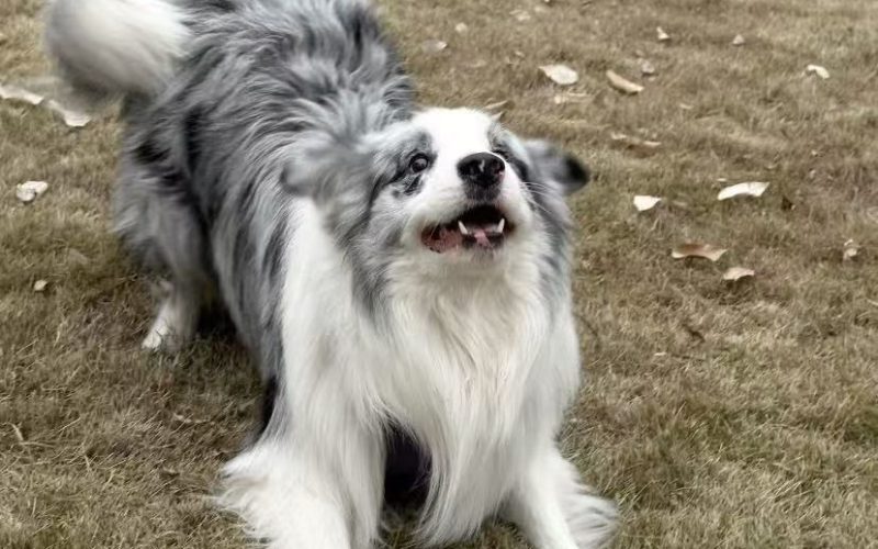 Rock Border Collie: The Energetic Companion with a Heart of Gold