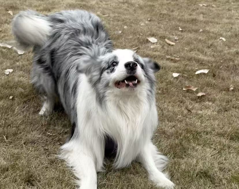Rock Border Collie