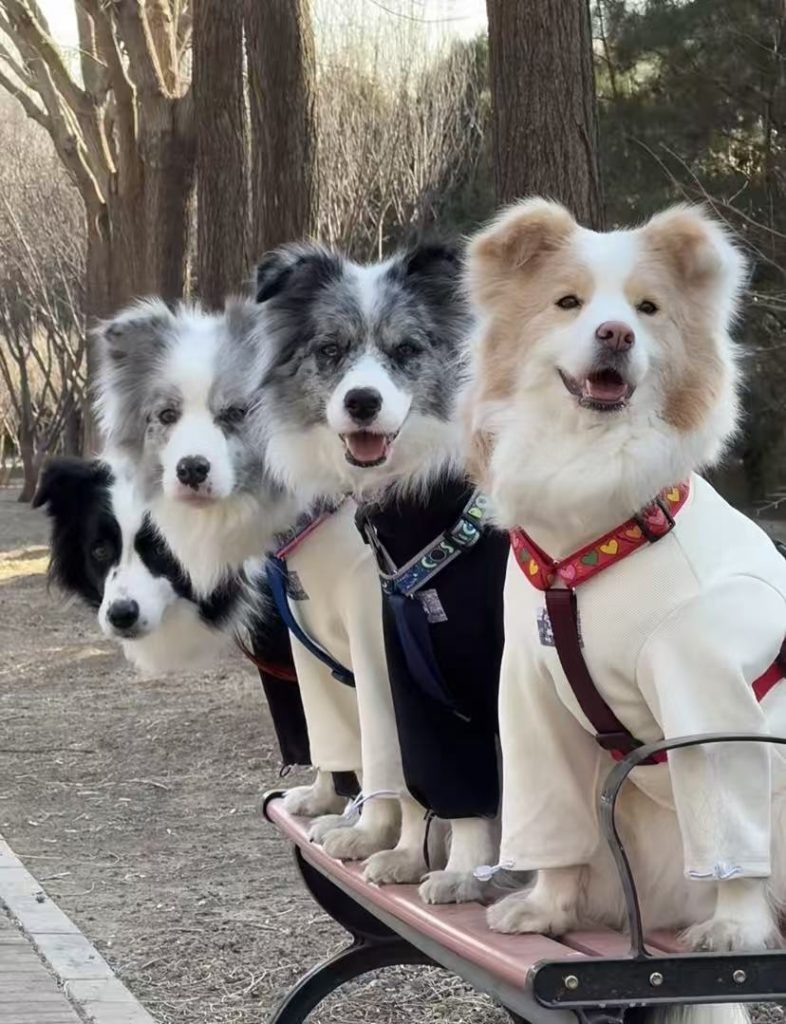Rock Border Collie